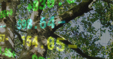 Showing tree trunk with peeling bark and large branches at park, displaying numeric grid overlay....