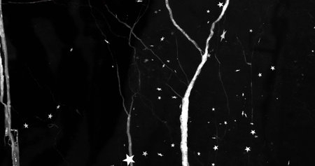 Displaying central vertical vein branching on dark surface close-up, with white stars, cracks....