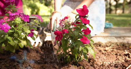 Kneeling Indian woman planting pink flowers in yard at home, blue skirt, bracelets, water falling. Garden, outdoor, closeup, soil, trowel, watering, bloomの写真素材