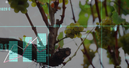 Showing small cluster of green grapes hanging on pruned spur in vineyard, displaying data overlays....