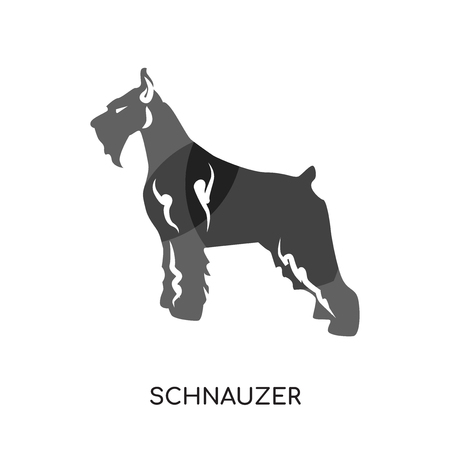 Schnauzer isolated on white background for your web and mobile app design.のイラスト素材