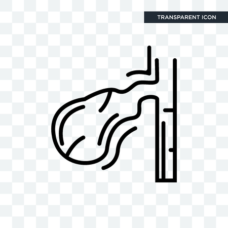 Gallbladder vector icon isolated on transparent background,のイラスト素材