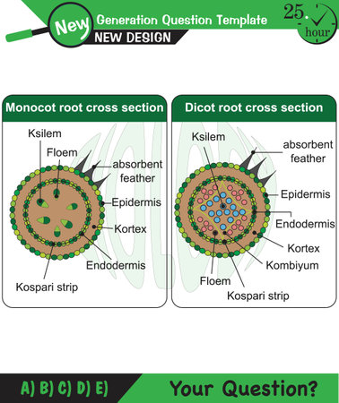 Biology - Lecture notes, plant physiology, flower, seed, root, stem, leaf, next generation question template, epsのイラスト素材
