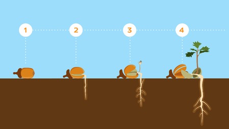 Vector illustration of acorn seed germination, eco concept flat designのイラスト素材