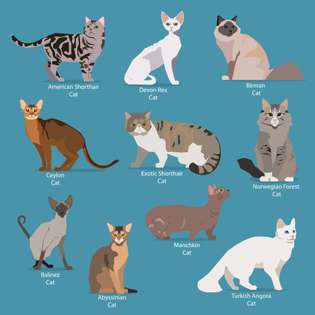 Set of flat sitting or walking cute cartoon cats. Popular breeds/ Abyssinian,  Birman, Exotic Shorthair, Norwegian Forest, Ceylon, Turkish Angora, Manchkin, Balinez, American Shorthair, Devon Rex. Flat style design isolated icons. Vector illustration.のイラスト素材