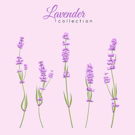 Set of vector lavender spring flower for fashion, beauty design, wedding card, banner, poster template.のイラスト素材
