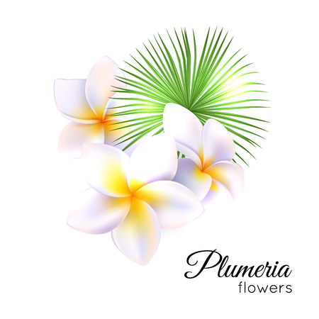 Tropical flowers plumeria, frangipani vector illustrationのイラスト素材