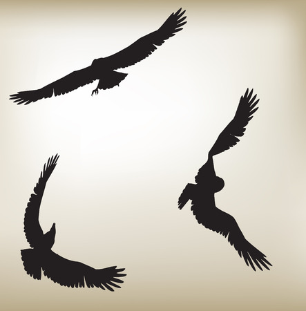 Three eagles flying in different posistionsのイラスト素材