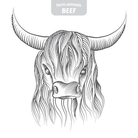 Head pattern highland cattle cow in a graphic style, hand-drawn vector illustration.のイラスト素材