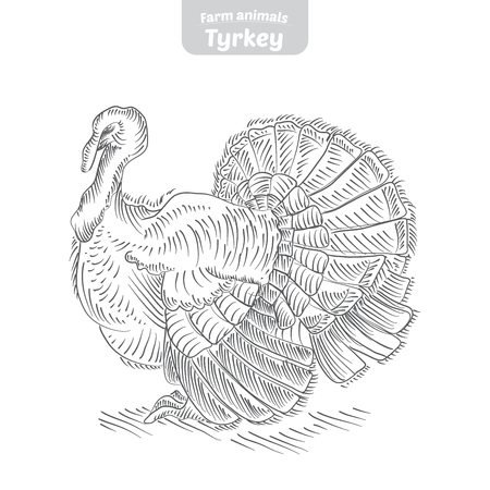 Turkey hand drawn vector illustration.のイラスト素材