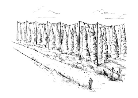 Hops Field in graphic style vector illustrationのイラスト素材