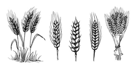 Collection set of wheat ears hand drawings vector illustration sketchのイラスト素材