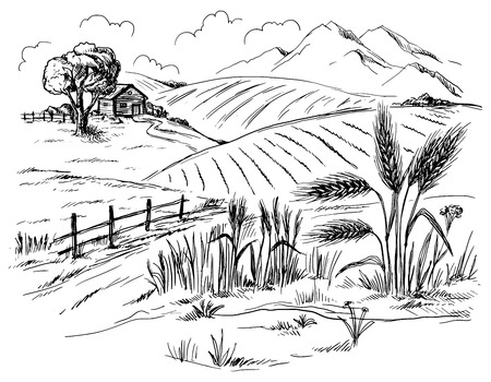 Rural landscape field wheat in graphical style. Hand drawn and converted to vector Illustration.のイラスト素材