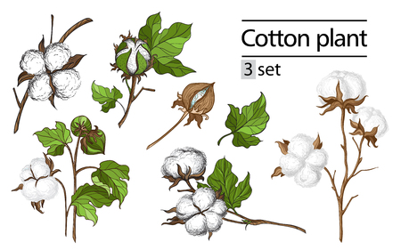 Vector set of hand draw ink cotton plant and lettering. Botanical illustrations.のイラスト素材