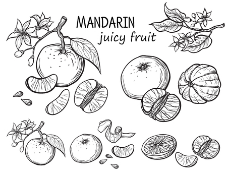 Set of oranges hand drawn sketch food illustration.のイラスト素材