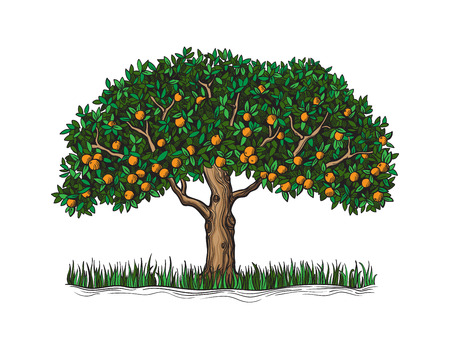 The isolated orange tree with mature fruits on a white sketch vector illustrationのイラスト素材