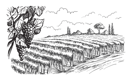 Rows of vineyard grape plants in graphic style, hand-drawn vector illustration.のイラスト素材