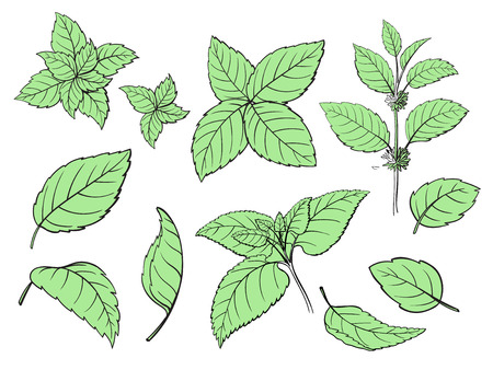 Mint hand sketch vector illustration. Peppermint engraved drawing of menthol leaves isolated on white background. Leaf herbal spearmint plantのイラスト素材