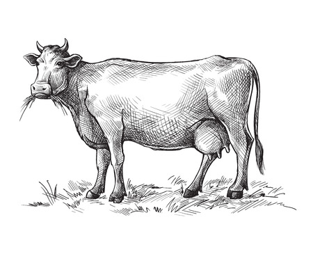 Sketches of cow drawn by hand.のイラスト素材