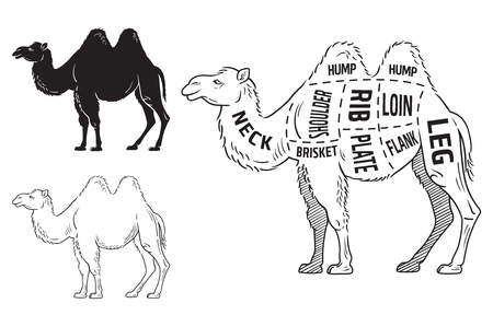 Cut of camel set. Poster Butcher diagram - desert-ship. Vintage typographic hand-drawn. Vector illustrationのイラスト素材
