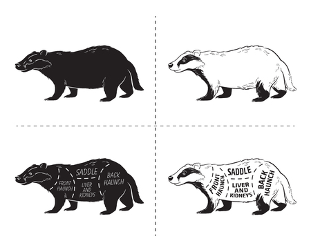 Cut of badger set. Poster Butcher diagram - desert-ship. Vintage typographic hand-drawn. Vector illustrationのイラスト素材