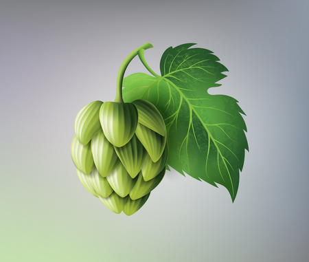 vector realistic beer green hop cones, leaves with stem. Isolated illustration on a color background. Popular alcohol drink, brewery industry floral symbolのイラスト素材