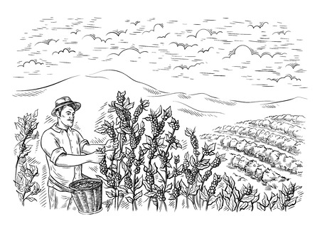 man gatherer harvests coffee at coffee plantation landscape in graphic style hand-drawn vector illustration.のイラスト素材