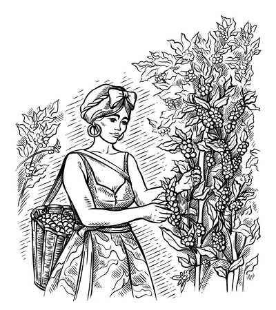 woman gatherer harvests coffee at coffee plantation landscape in graphic style hand-drawn vector illustration.のイラスト素材