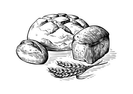 Bread vector hand drawn set illustration. Other types of wheat, flour fresh bread. Gluten food bakery engraved collectionのイラスト素材