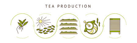 the process of making tea by stagesのイラスト素材