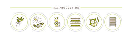 the process of making tea by stagesのイラスト素材