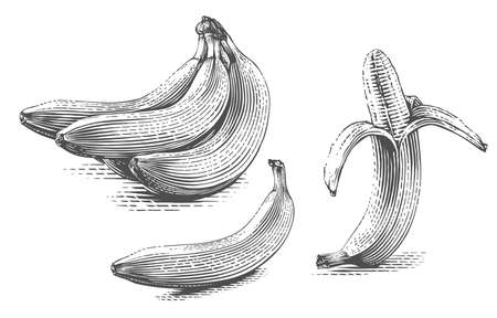 banana Hand drawing sketch engraving illustration styleのイラスト素材