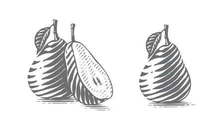Pear Hand drawing sketch engraving illustration styleのイラスト素材