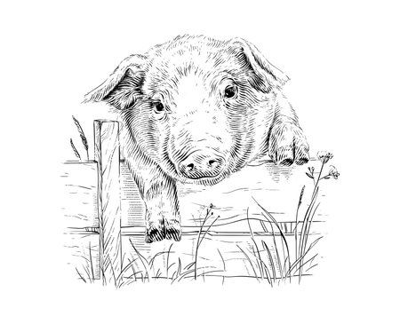 head piglet hand drawing sketch engraving illustration styleのイラスト素材