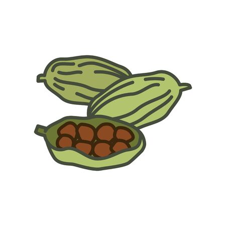 Cardamom icon, vector line illustrationのイラスト素材
