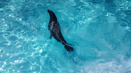 Sea calf in the pool in clear water, head over water.の写真素材