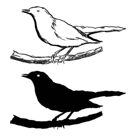 Blackbird, two black and white variants, silhouette and contour line.のイラスト素材