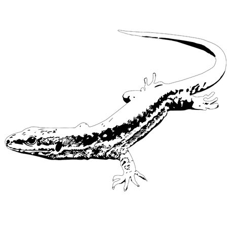 Lizard in motion on white backgroundのイラスト素材