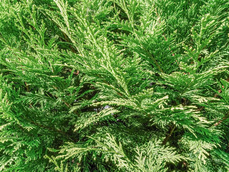 Sunlit fresh, green, and thick branches of thuja
