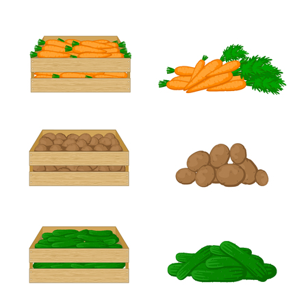Vegetables in wooden boxes isolated on white background. Carrots, potatoes and cucumbers. Organic food illustration. Fresh vegetables from the farm.のイラスト素材