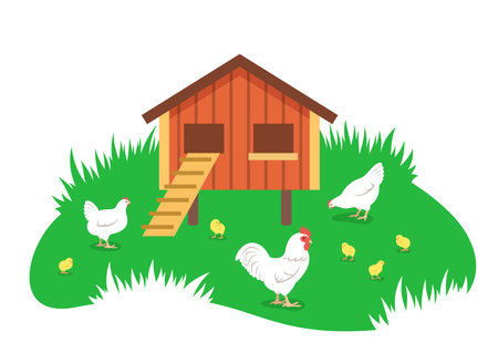Hens, rooster and chicks grazing around a chicken coop in a green grass. Breeding chickens on an eco farm. Flat cartoon illustration. Domestic farm birds, poultry, male and female with offspringのイラスト素材