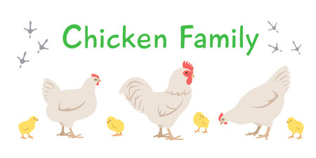 Chicken, rooster and chicks in different poses. Flat vector cartoon illustration. Isolated on white. Domestic farm livestock birds family, poultry, male female with offspring. Full length, side viewのイラスト素材