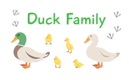 Duck, drake and ducklings in different poses. Flat vector cartoon illustration. Isolated on white. Domestic farm livestock birds family, poultry, male and female with offspring. Full length, side viewのイラスト素材