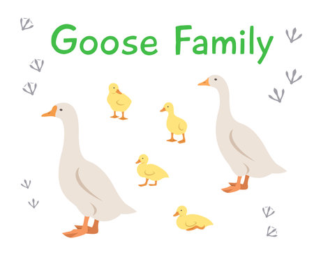 Goose, gander and goslings in different poses. Flat vector cartoon illustration. Isolated on white. Domestic farm livestock birds family, poultry, male female with offspring. Full length, side viewのイラスト素材