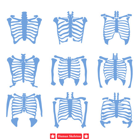 Educational Essentials  Comprehensive Human Skeleton Vector Set for School Resourcesのイラスト素材