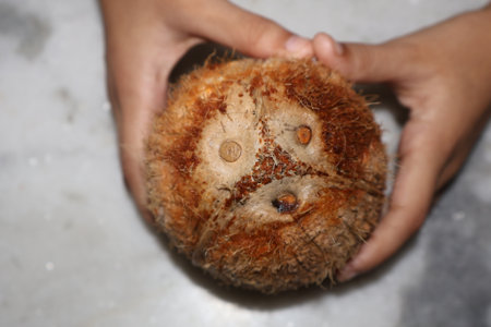 Coconut shell in hand. Coconut shell made from coconut.の写真素材