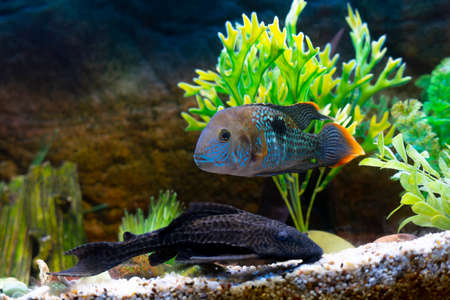 Colored fish in a lighted aquarium. Home aquarium with fish. Aquarium with colorful plastic...