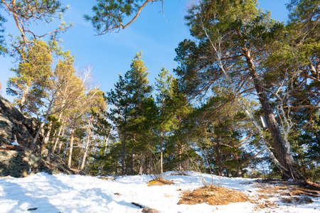 Green pine forest on top of a hill in winter in the snow. Winter nature of the forest. Walks in the...