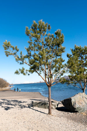 Green fir growing on the rocky river bank. Fir on the river bank on a sunny bright day.の写真素材
