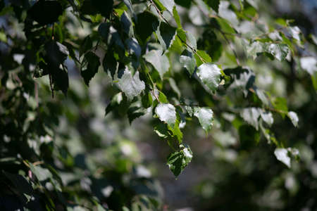 Birch foliage in the rays of the evening sky. Background texture.